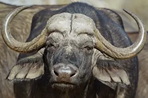 Caffer: 80179381 Cape Buffalo - close-up of a bull Okavango