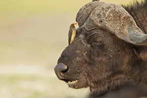Caffer: 80179382 Cape Buffalo - bull with Yellow-billed