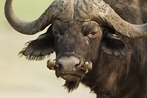 Caffer: 80179384 Cape Buffalo - bull with both a Yellow-billed