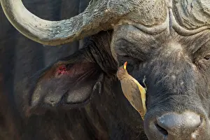 Caffer: 80179386 Cape Buffalo - bull with Yellow-billed