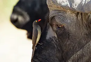 Caffer: 80179387 Cape Buffalo - bull with Red-billed Oxpecker