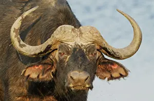 Caffer: 80179389 Cape Buffalo - close-up of a bull Chobe