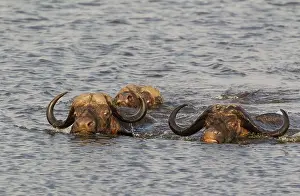 Caffer: 80179390 Cape Buffalo - two bulls on the left and