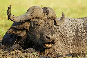 Caffer: 80179394 Cape Buffalo - bull enjoying a mud hole