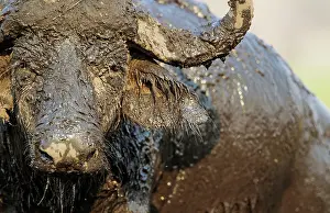 Caffer: 80179395 Cape Buffalo - close-up of a bull that