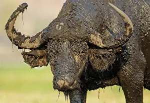 Caffer: 80179396 Cape Buffalo - bull has been enjoying a