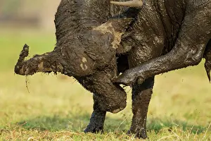 Scratching: 80179397 Cape Buffalo - bull has been enjoying a