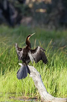 Anhinga: 80179398 African Darter - basking on a log in order
