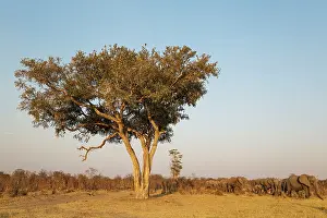 Savuti: 80179403 African Elephant - moving past an Apple-leaf