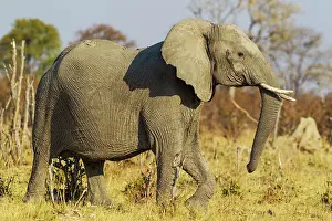 Savuti: 80179404 African Elephant - pregnant cow at the