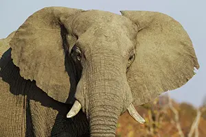 Savuti: 80179405 African Elephant - close-up of a cow Savuti