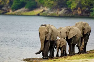 File: 80179407 African Elephant - breeding herd walking