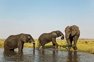 Greeting: 80179413 African Elephant - two cows on the left