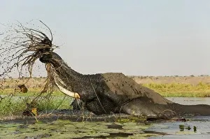 Tossing: 80179416 African Elephant - cow in the Chobe River