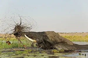 Tossing: 80179417 African Elephant - cow in the Chobe River