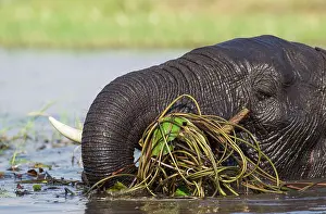 Loxodonta: 80179418 African Elephant - cow feeds on aquatic