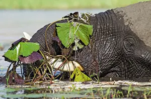Chobe: 80179419 African Elephant - cow feeds on aquatic