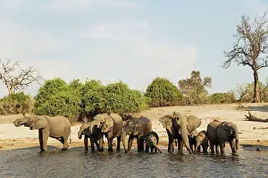 Chobe: 80179420 African Elephant - breeding herd drinking