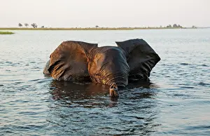 Anger: 80179421 African Elephant - bull in the Chobe River