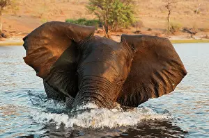 Splashing: 80179422 African Elephant - bull in the Chobe River