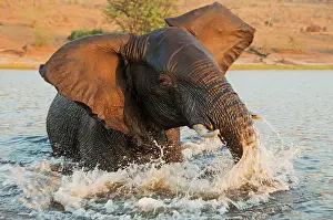 Splashing: 80179423 African Elephant - bull in the Chobe River