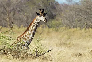 Delta: 80179426 Southern Giraffe - male Okavango Delta