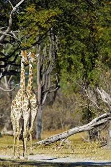 Delta: 80179427 Southern Giraffe Okavango Delta, Moremi