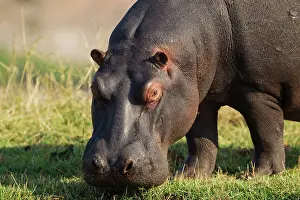 Hippopotamus: 80179432 Hippopotamus - grazing at the bank of the