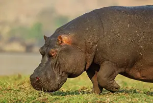 Hippopotamus: 80179435 Hippopotamus - bull at the bank of the