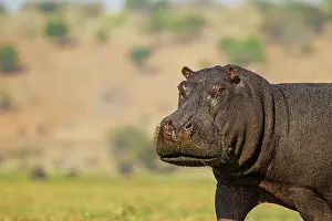 Hippopotamus: 80179436 Hippopotamus - annoyed bull at the bank
