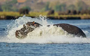 Splashing: 80179437 Hippopotamus - bull entered the Chobe River