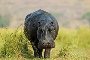 Hippopotamus: 80179438 Hippopotamus - with wet skin at the bank
