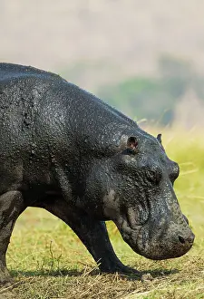Hippopotamus: 80179439 Hippopotamus - with wet skin at the bank