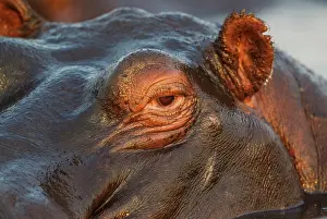 Hippopotamus: 80179444 Hippopotamus - close-up - in the Chobe