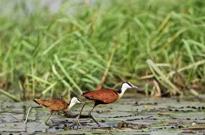 Jacana: 80179449 African Jacana - female with young in the