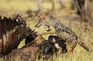 Savuti: 80179452 Black-backed Jackal - at the carcass of