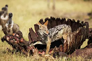 Savuti: 80179453 Black-backed Jackal - at the carcass of