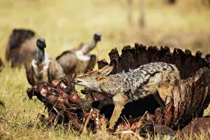 Carcass: 80179454 Black-backed Jackal - at the carcass of