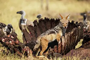 Carcass: 80179455 Black-backed Jackal - at the carcass of