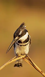 Perching: 80179456 Pied Kingfisher - perching at the bank
