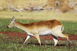 Delta: 80179461 Red Lechwe - female - feeding in a freshwater