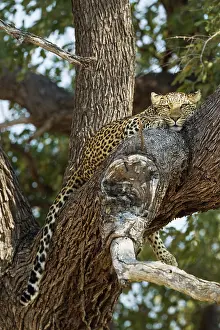 Savuti: 80179462 Leopard - female - resting in a tree Savuti