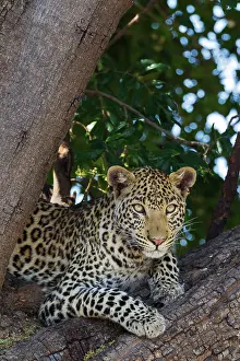 Shoulders: 80179463 Leopard - female - resting in a tree Chobe