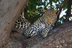 Shoulders: 80179464 Leopard - female - resting in a tree Chobe