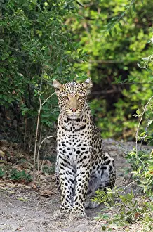 Pardus: 80179465 Leopard - male Chobe National Park, Botswana
