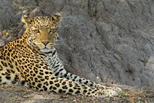 Pardus: 80179466 Leopard - resting male Chobe National Park
