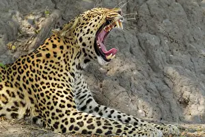 Pardus: 80179467 Leopard - yawning male Chobe National Park