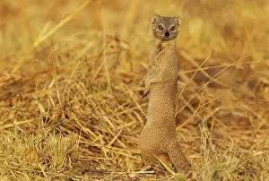 Savuti: 80179471 Selous Mongoose Savuti, Chobe National