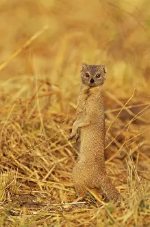Savuti: 80179472 Selous Mongoose Savuti, Chobe National