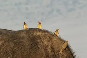 Caffer: 80179474 Red-billed Oxpecker - on the back of a